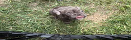 French Bulldog dogs for sale: Lily - Ad 9