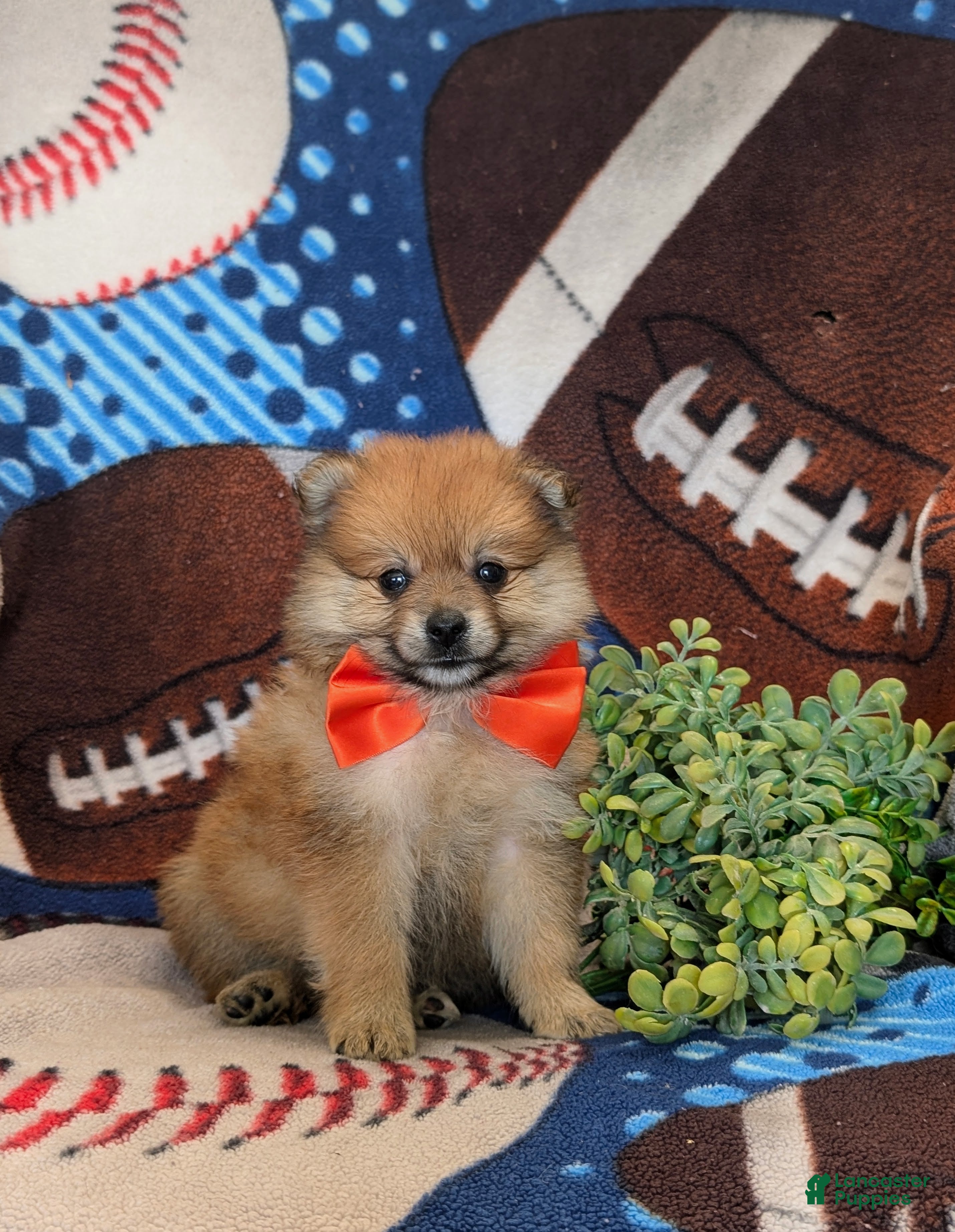Pomeranian dogs Boone - Ad 1