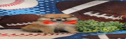 Pomeranian dogs for sale: Boone - Ad 1