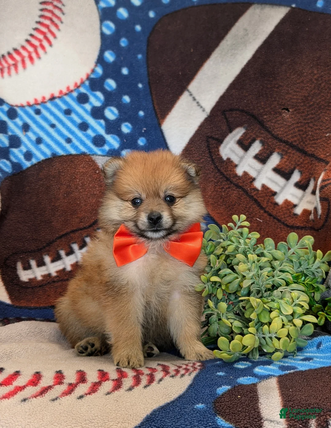 Pomeranian dogs for sale: Boone - Ad 1