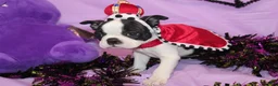 Boston Terrier dogs for sale: Lumi Your Sweet, Laid-Back Little Cuddle Bug - Ad 2