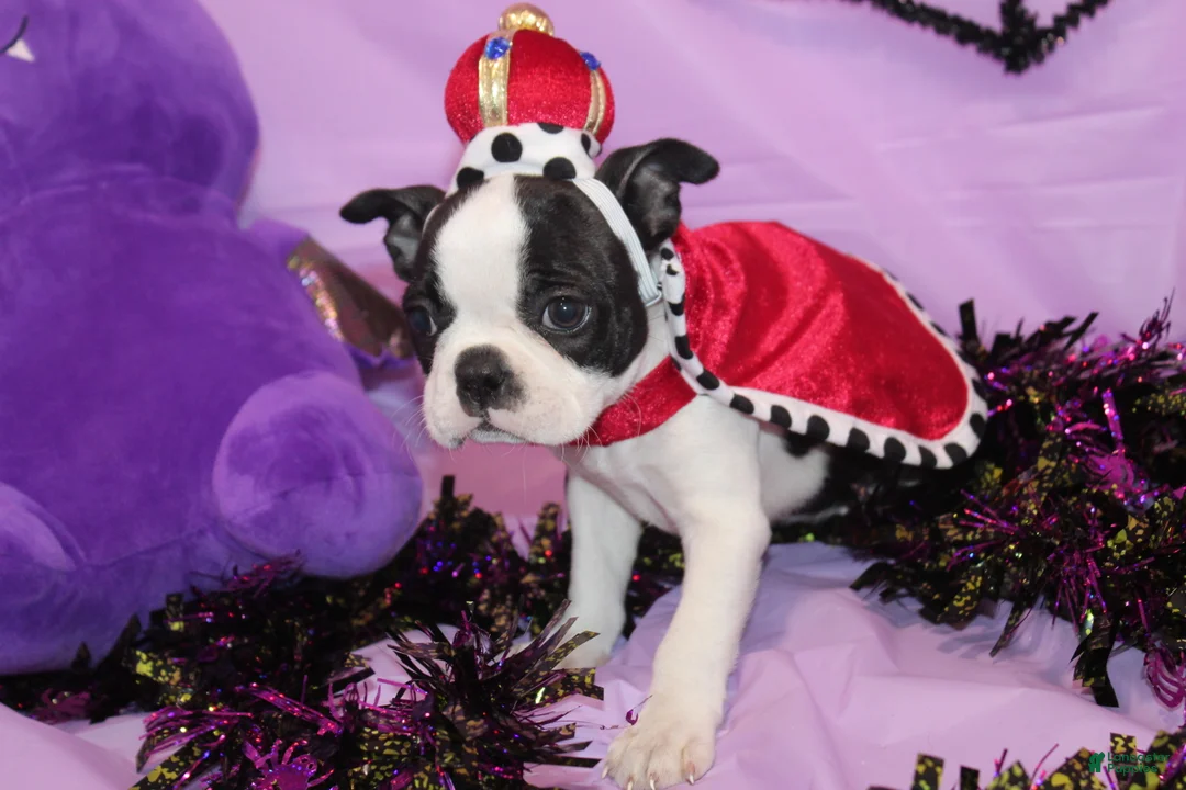 Boston Terrier dogs for sale: Lumi Your Sweet, Laid-Back Little Cuddle Bug - Ad 2