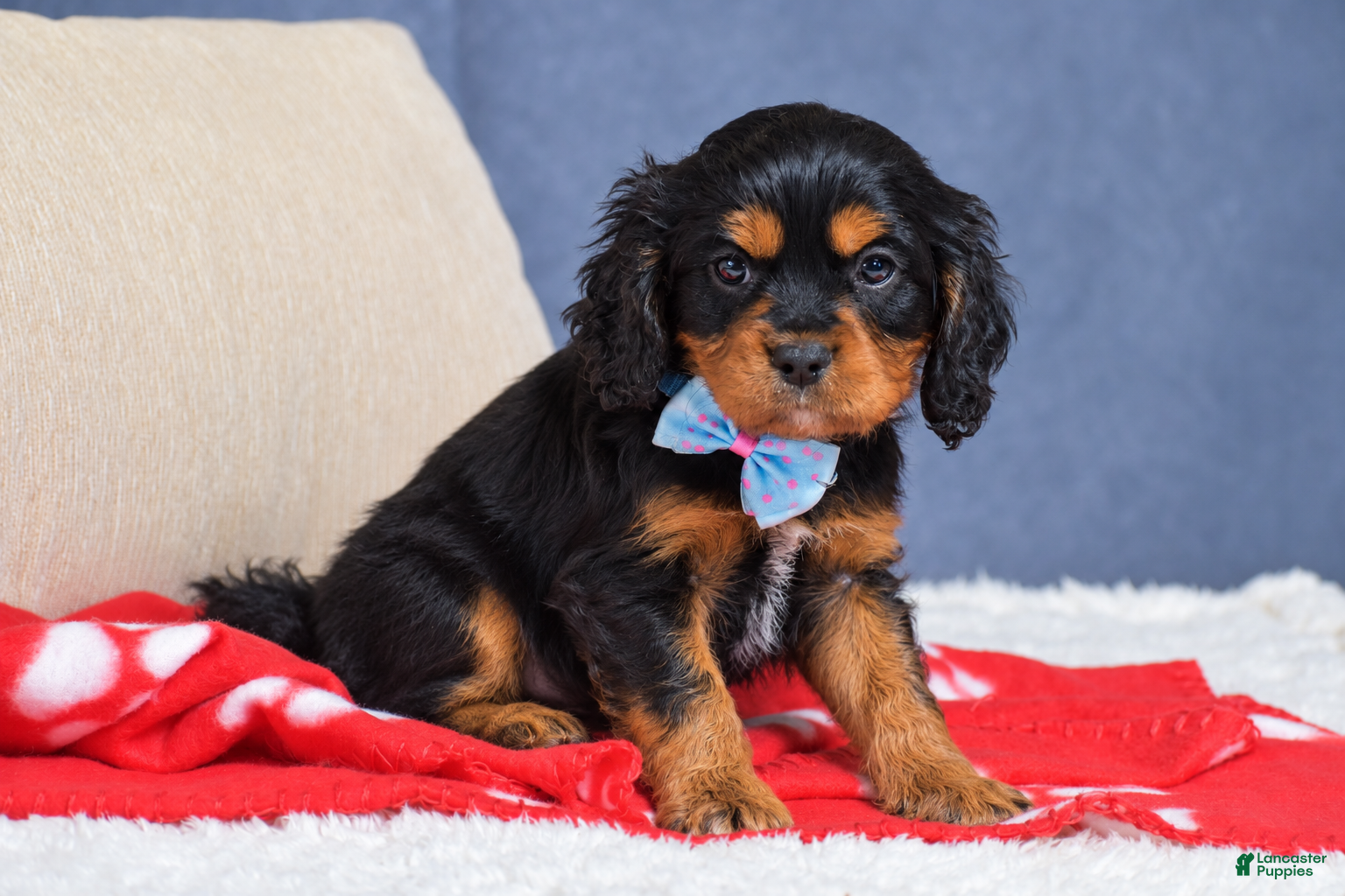 Cavapoo dogs for sale: Freddie - Ad 2
