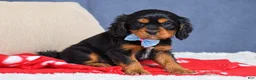 Cavapoo dogs for sale: Freddie - Ad 2