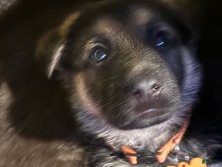 German Shepherd dogs Chief - Ad 14