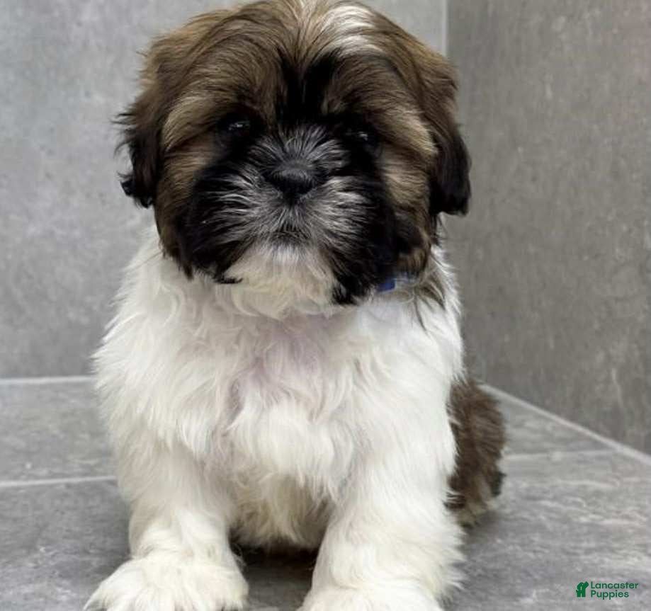Shih Tzu dogs Vice - Ad 26