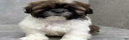 Shih Tzu dogs for sale: Vice - Ad 1