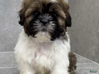 Shih Tzu dogs Vice - Ad 26