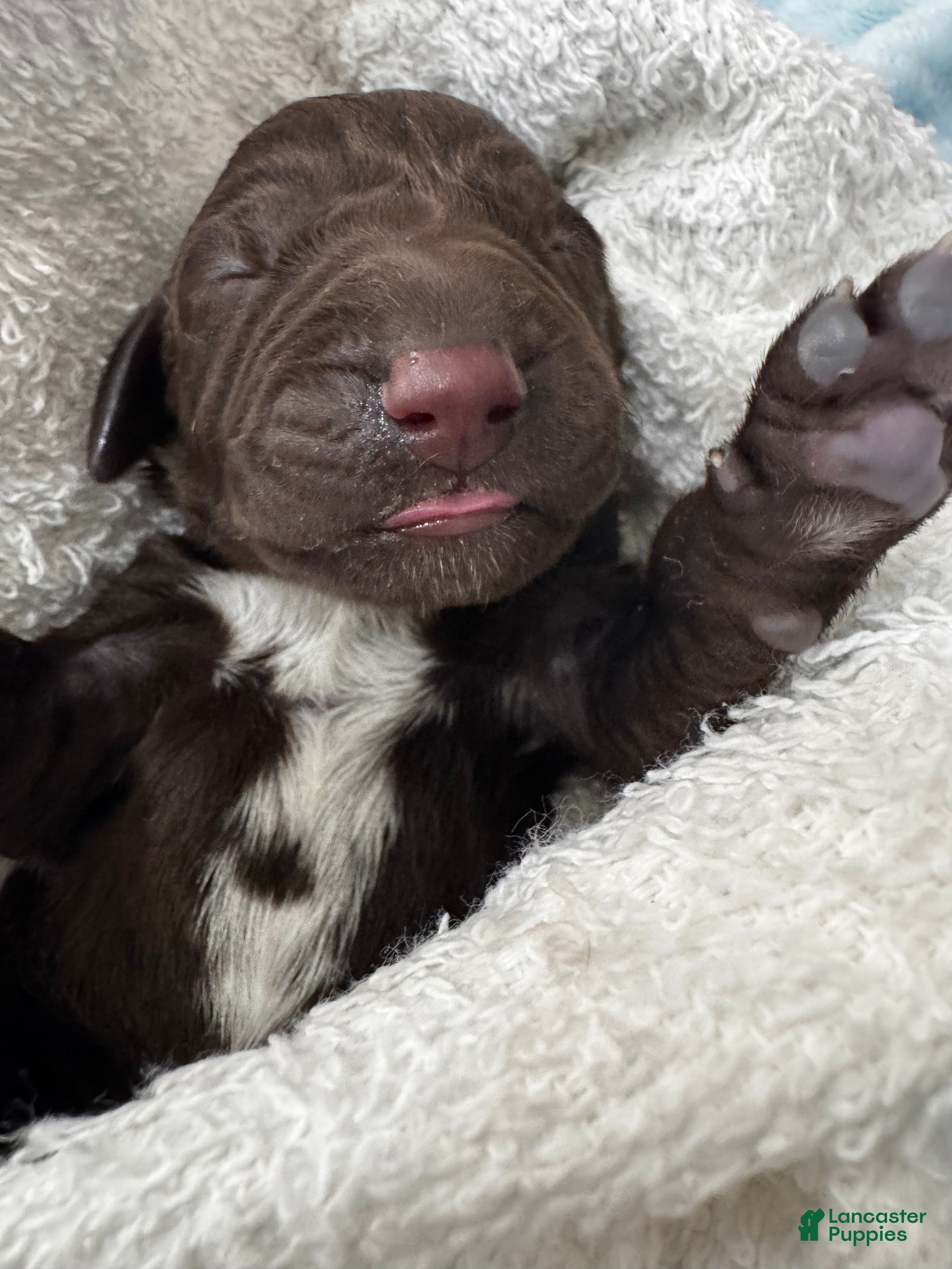 Mixed Breed dogs Black - Ad 1
