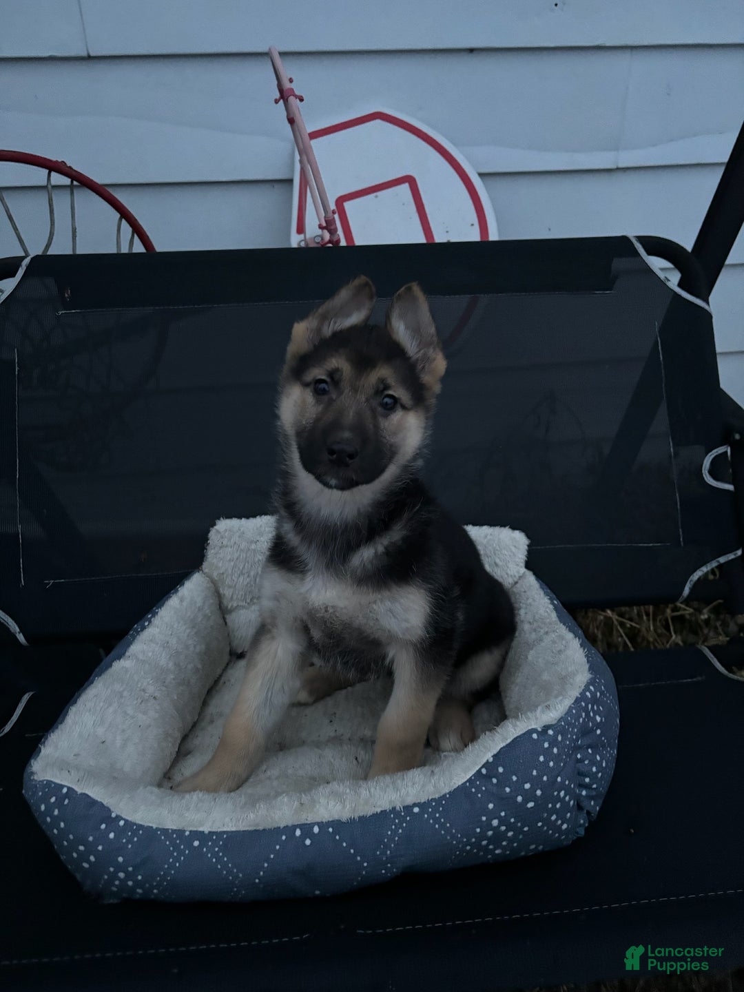 German Shepherd dogs for sale: Teddy - Ad 2