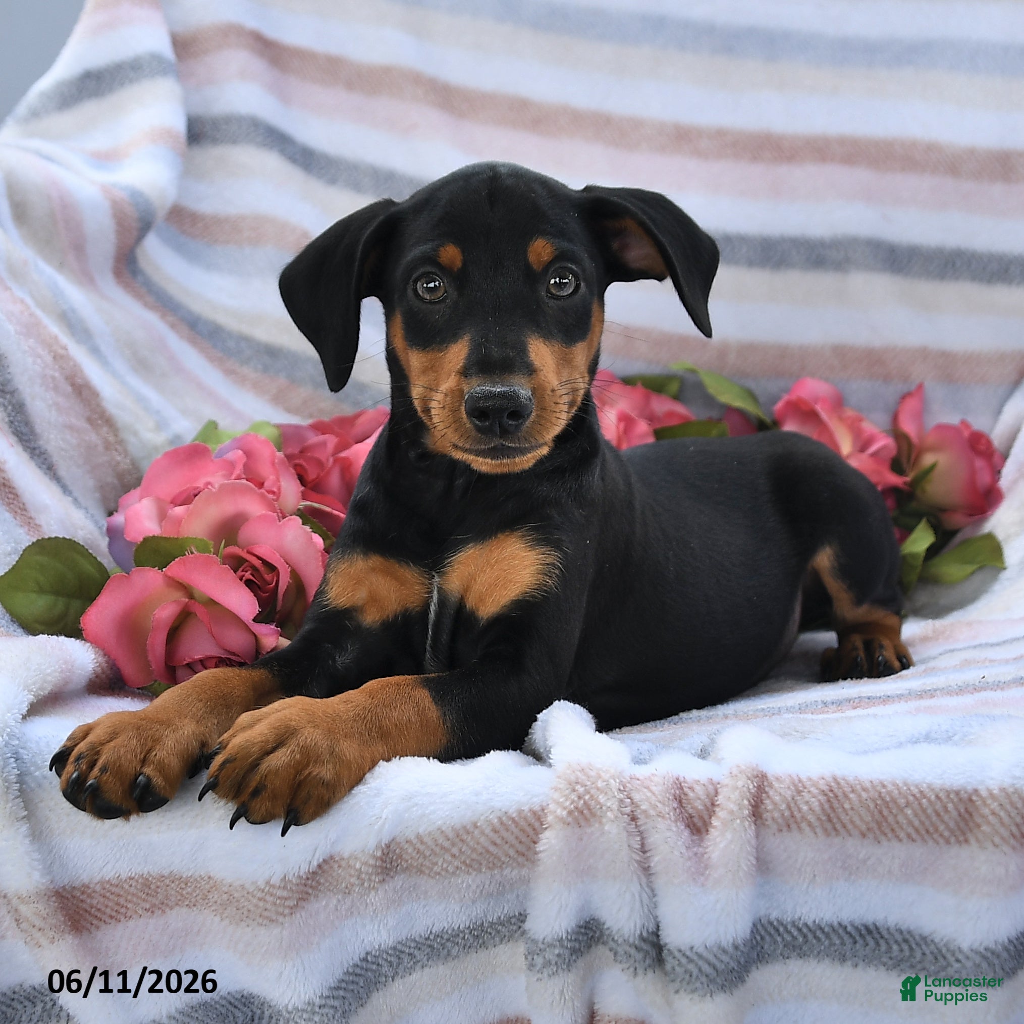Miniature Pinscher dogs Cory - Ad 1