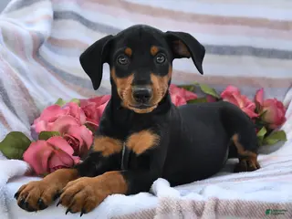Miniature Pinscher dogs for sale: Cory - Ad 3