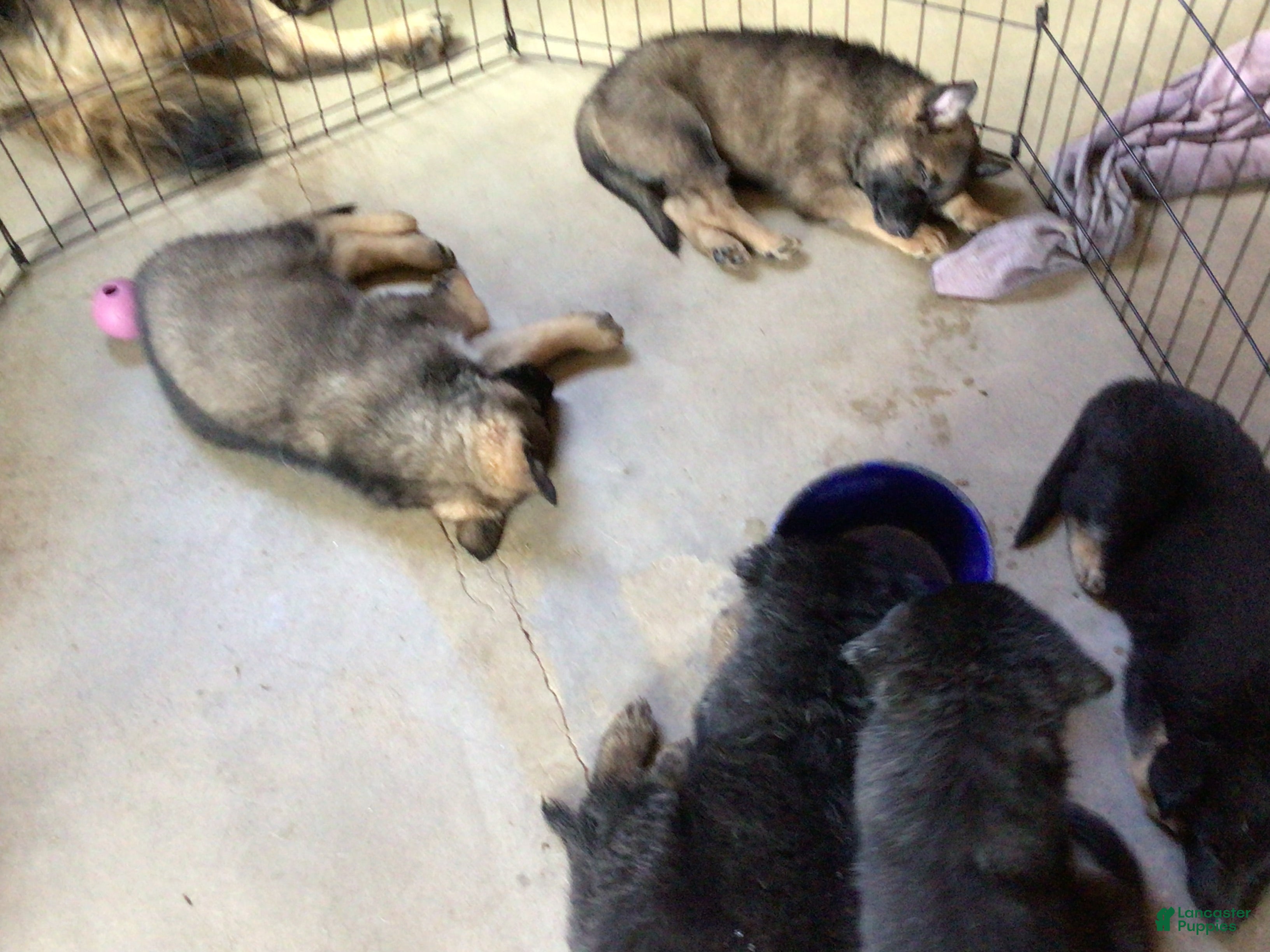 German Shepherd dogs German Shepherd 2 - Ad 19