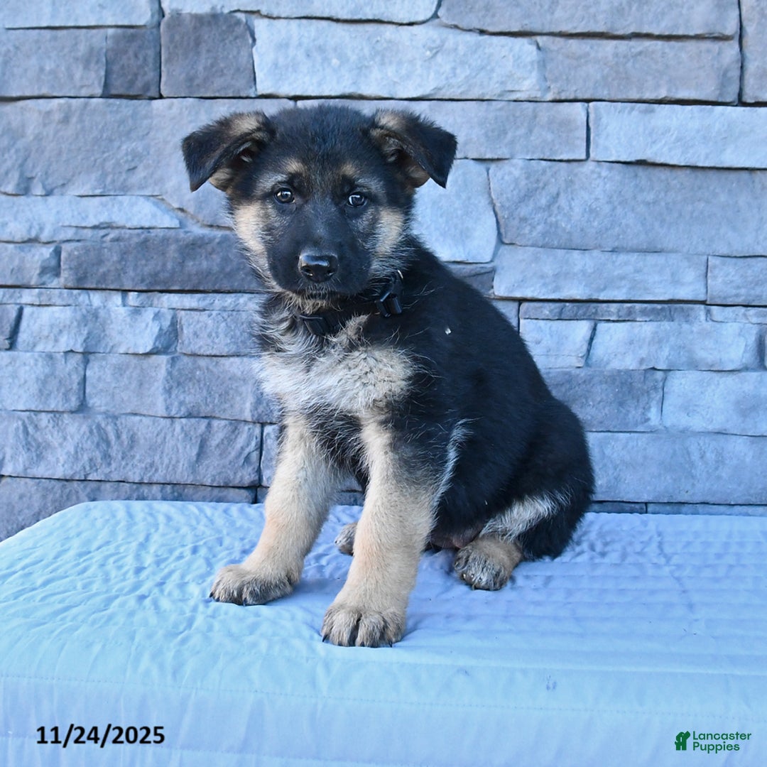 German Shepherd dogs for sale: Hope - Ad 1