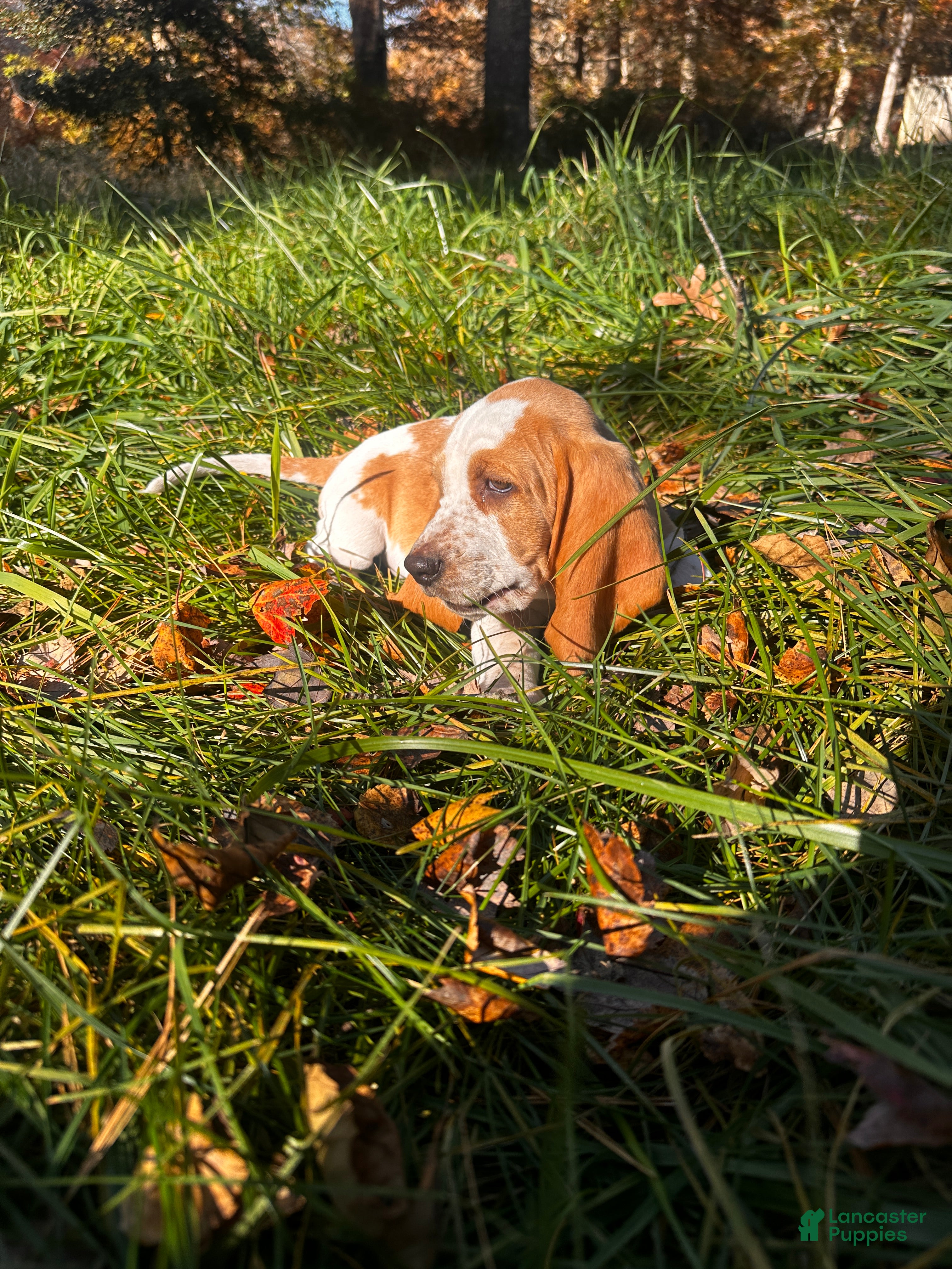 Basset Hound dogs for sale: Dixie - Ad 2