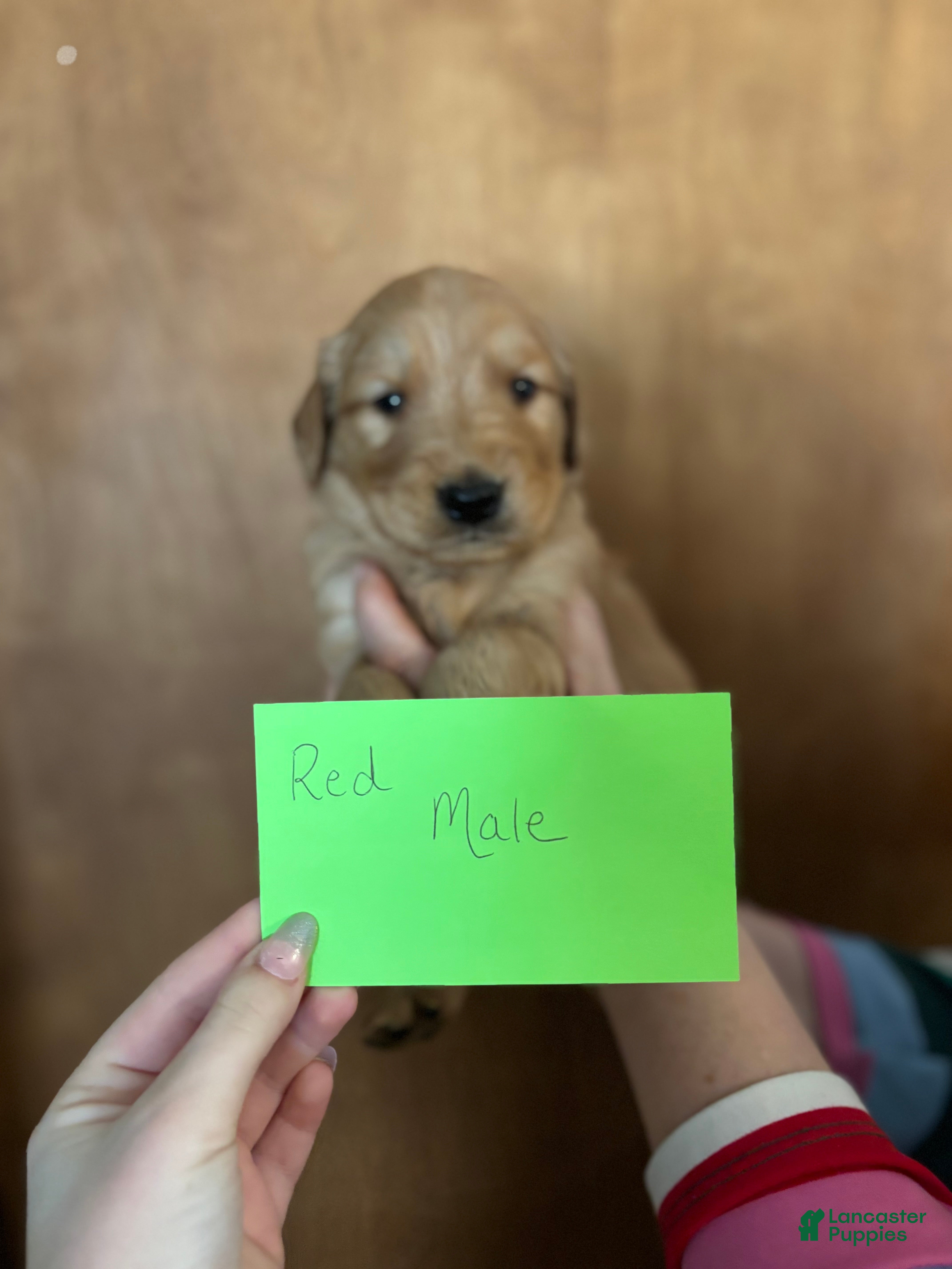 Golden Retriever dogs Red Male - Ad 8