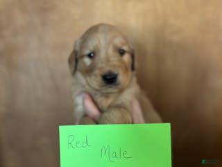 Golden Retriever dogs Red Male - Ad 37