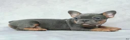 French Bulldog dogs for sale: Skylar - Ad 5