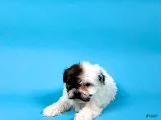 Havanese dogs VALENTINO - Ad 23