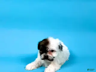 Havanese dogs VALENTINO - Ad 34