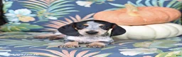 Miniature Dachshund dogs for sale: Happy - Ad 4