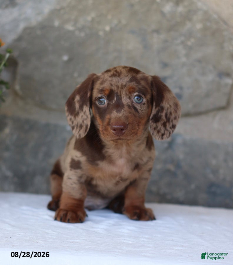 Miniature Dachshund dogs Hadley - Ad 1