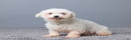 Bichpoo dogs for sale: Brady - Ad 6