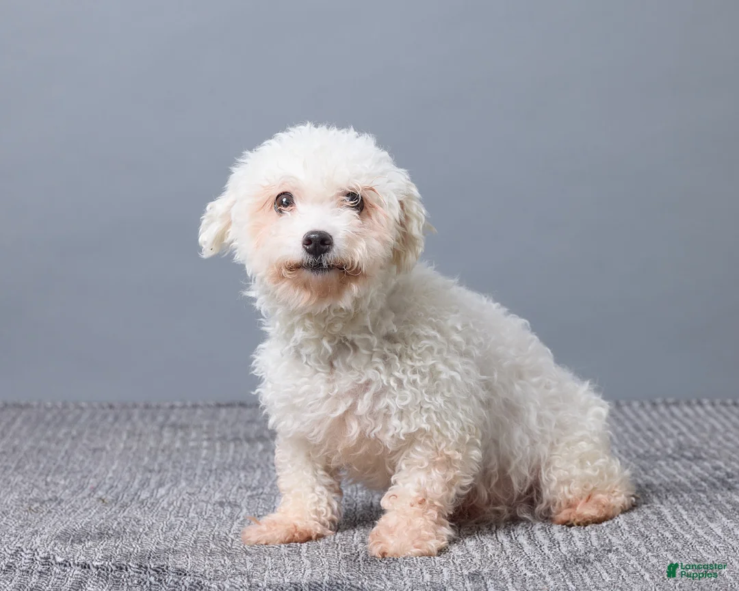 Bichpoo dogs for sale: Brady - Ad 6