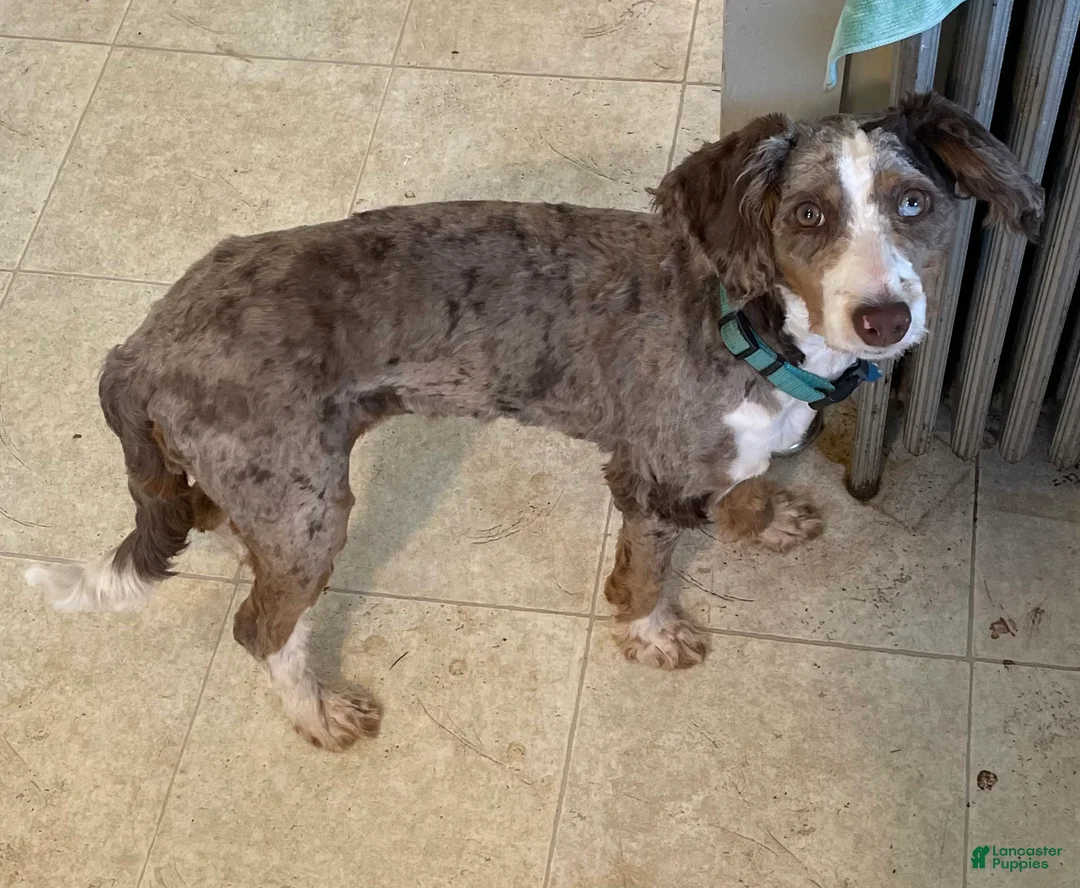 Mini Aussiedoodle dogs for sale: Grey - Ad 4