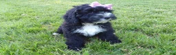 Bernedoodle dogs for sale: Rosy - Ad 3