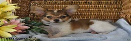 Papillon dogs for sale: Bobby - Ad 4