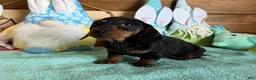 Miniature Dachshund dogs for sale: Zipper - Ad 1