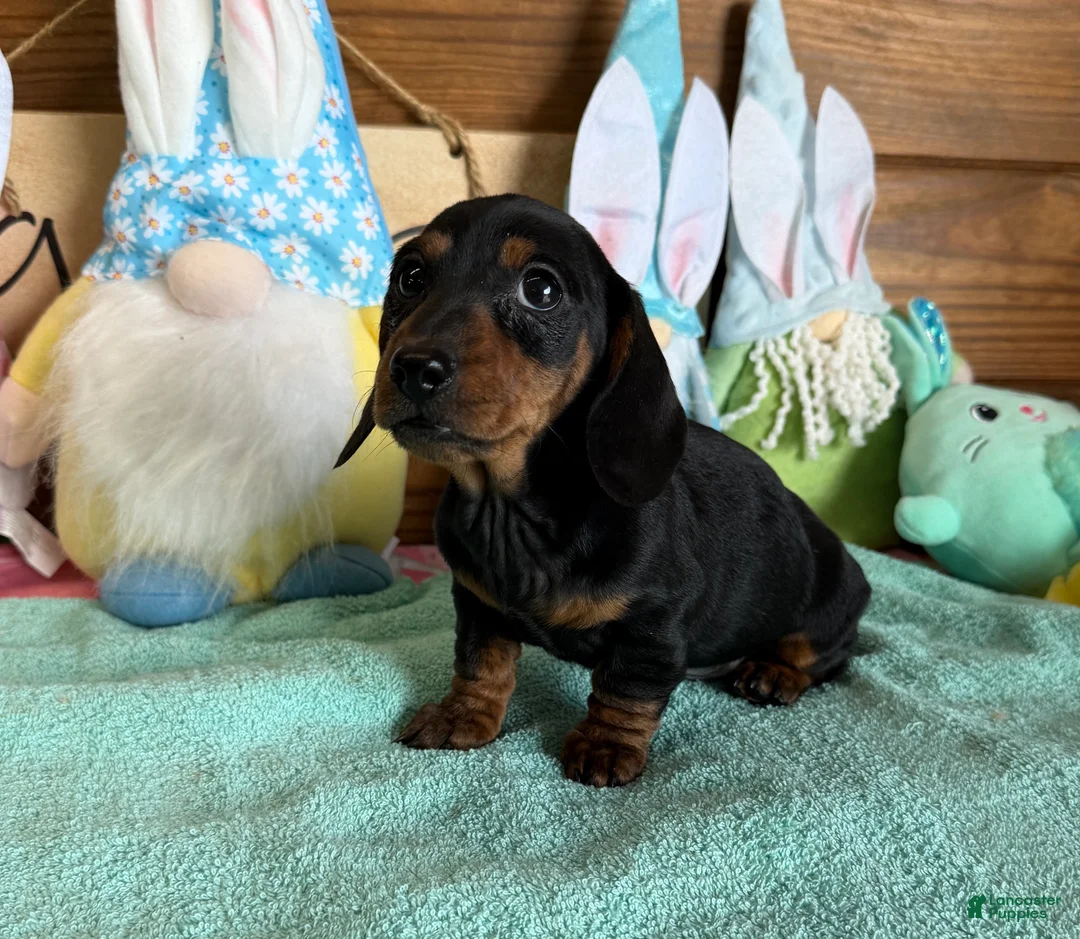 Miniature Dachshund dogs for sale: Zipper - Ad 1
