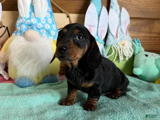 Miniature Dachshund dogs Zipper - Ad 17