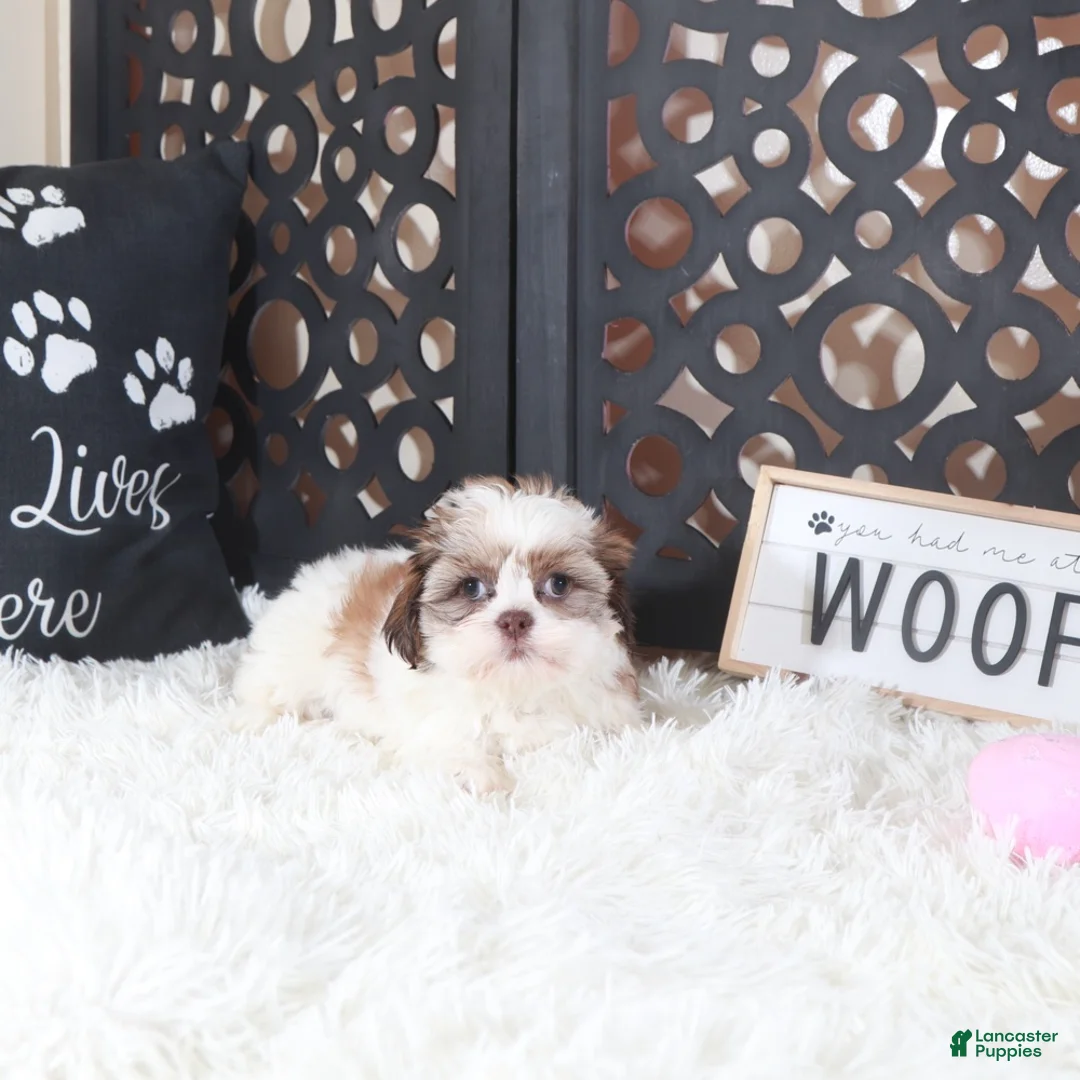 Shih Tzu dogs for sale: Shih Tzu Puppy Molly - Ad 2