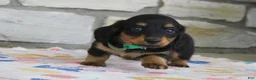 Miniature Dachshund dogs for sale: Asher - Ad 1