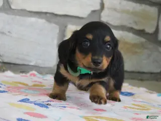 Miniature Dachshund dogs for sale: Asher - Ad 3