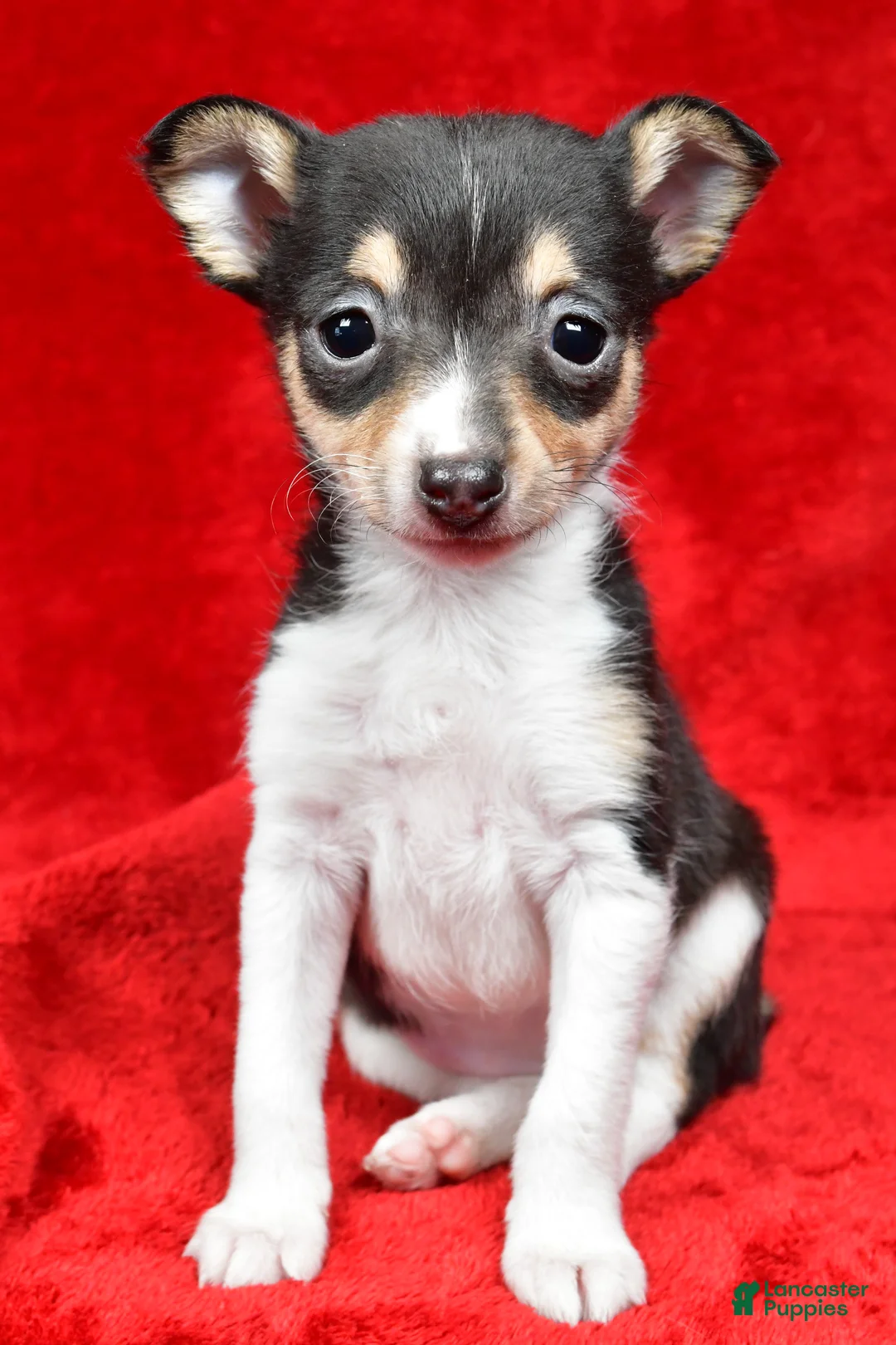 Toy Fox Terrier dogs for sale: Sadie - Ad 1