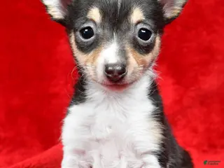 Toy Fox Terrier dogs Sadie - Ad 9