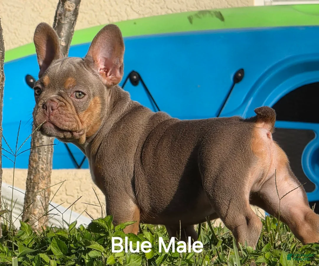 French Bulldog dogs for sale: AKC French Bulldog 💙 Blue Blaze  - Ad 1
