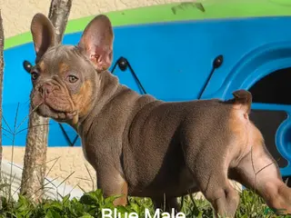 French Bulldog dogs AKC French Bulldog 💙 Blue Blaze - Ad 21