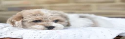 Mixed Breed dogs for sale: Teddy - Ad 2