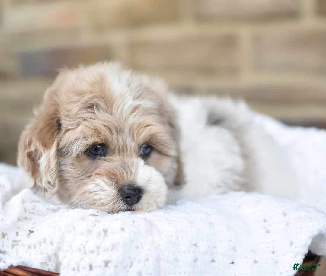 Mixed Breed dogs for sale: Teddy - Ad 2