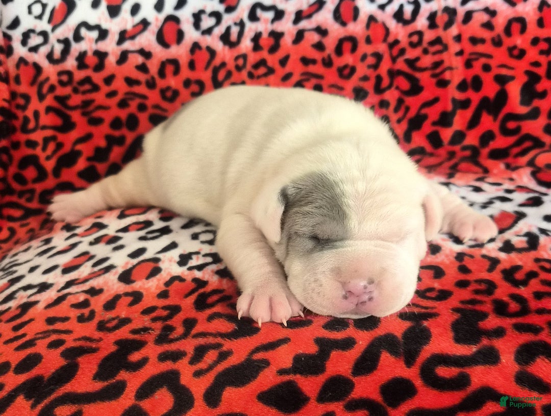 Mixed Breed dogs for sale: "WOLVERINE" - Ad 2