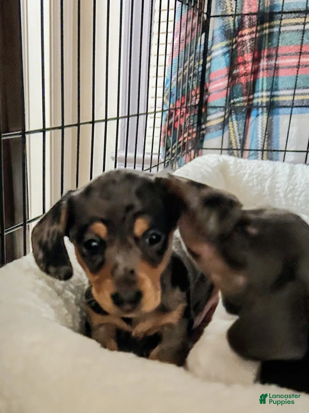 Dachshund dogs for sale: Dachshund 1 - Ad 3