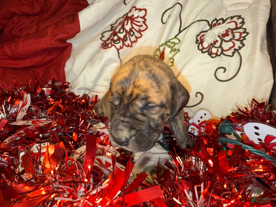 Great Dane dogs for sale: Howard - Ad 37