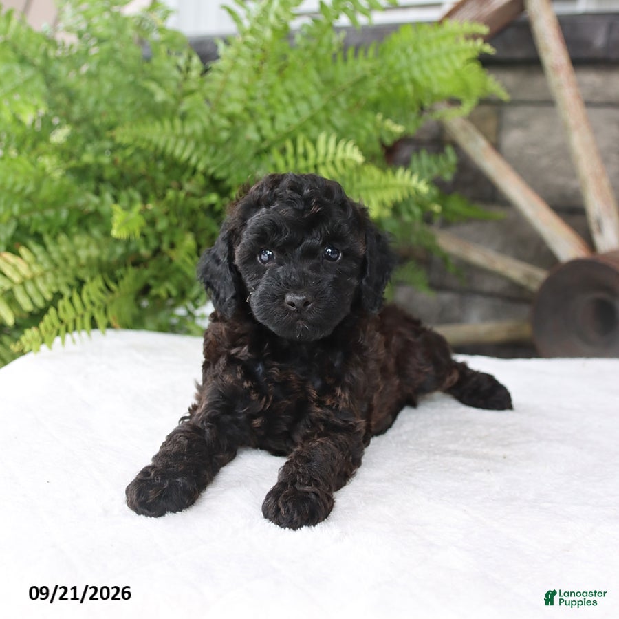 Toy Poodle dogs Pepper - Ad 2