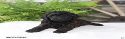 Toy Poodle dogs for sale: Pepper - Ad 2