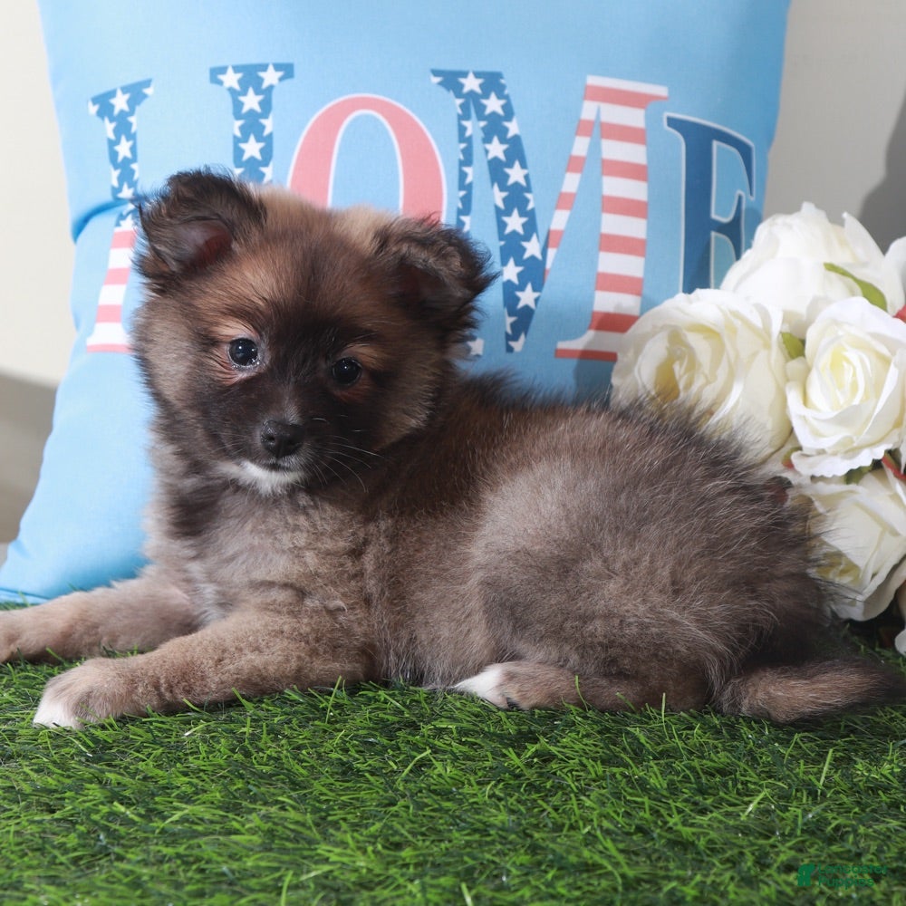 Pomeranian dogs Foxy-Darling Little Female ACA Pomeranian Puppy - Ad 1