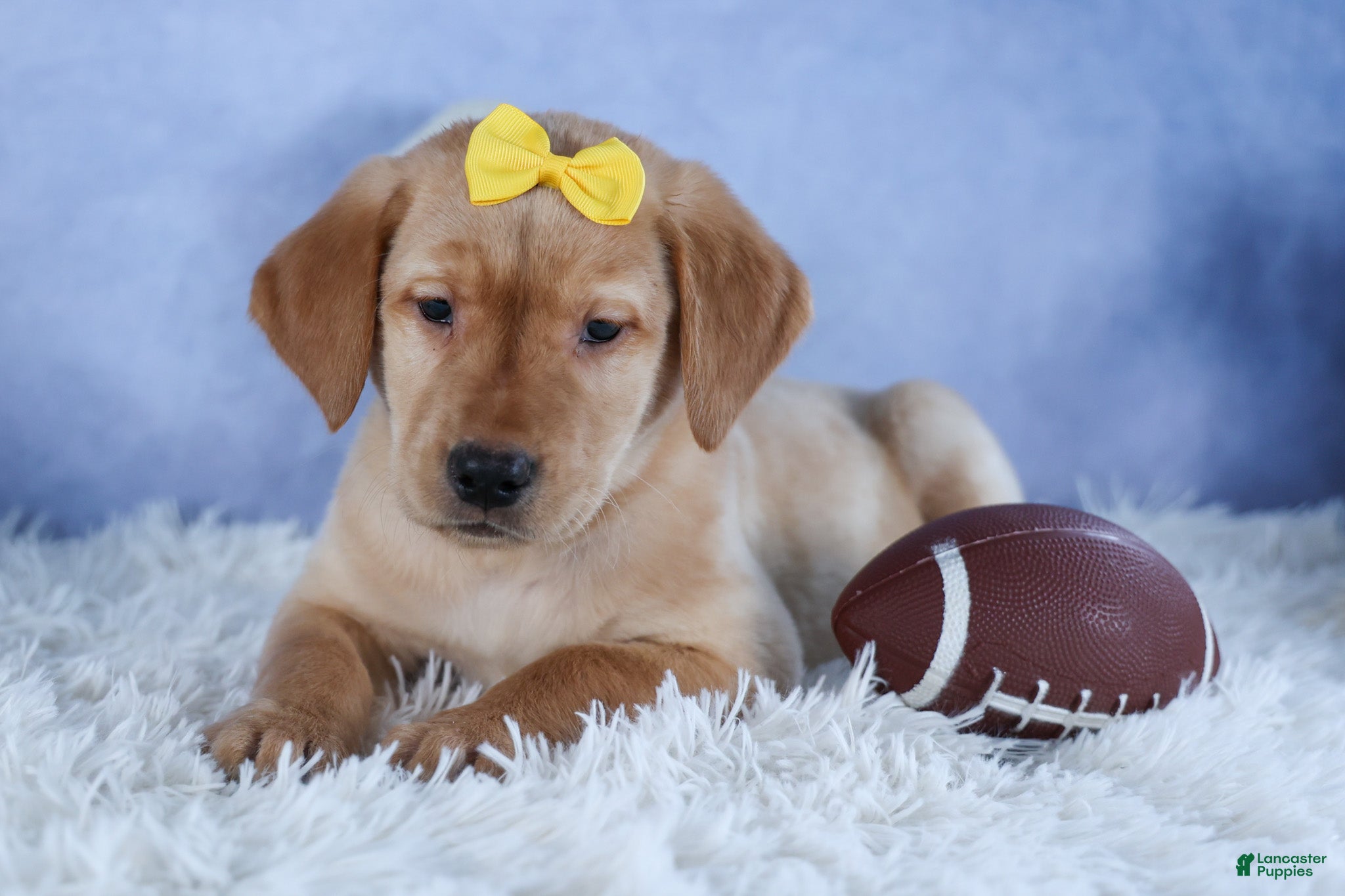 Labrador Retriever dogs DUNKIN - Ad 2